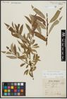 Foto von Salix alba subsp. vitellina (L.) Arcang. x Salix fragilis L.